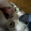 edgar-the-menace avatar