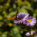 edgeandcentre avatar