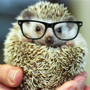 editorialhedgehog avatar