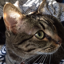 edwardznodoofankle avatar