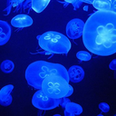 eeetin-flarwors avatar