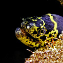 eel-of-the-void avatar