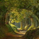 eeleectreefee avatar