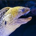 eels-eels-eels avatar