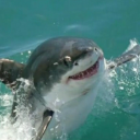 eelzebub-artz avatar