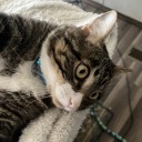 eeveechuandsticks avatar