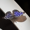 eeveeofstewjon avatar