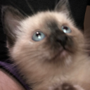 effervescent-eatingmycharger avatar