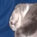 effervescent-mulder avatar