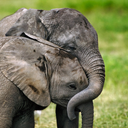 effyeahelephants-blog-blog avatar