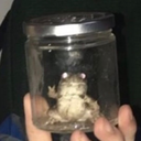 efroggie avatar