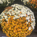 eftinthewoods avatar