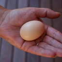 egg-egg-egg-egg-egg avatar