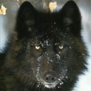 eggedbywolvly avatar