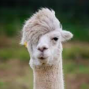 egotistic-alpaca avatar