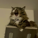 ehhimjusthere avatar