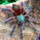 eight-legged-friends avatar