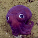 eighthugsfromanoctopus avatar