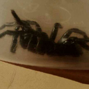 eightleggedtreats-blog avatar