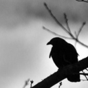 eightofravens avatar