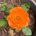 einmal-im-traum avatar