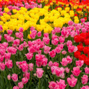 ejderhamnerdebenim avatar