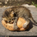 eklektikos-jshu avatar