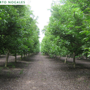 el-huerto-del-nogal avatar