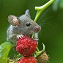 el3ctric-2ou1 avatar