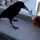 elchicxcuervo avatar