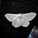 elcorazondealis avatar