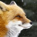 elder-berries avatar