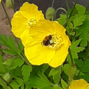 elderflowerecho avatar