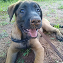 eldridildenbarn avatar