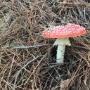 eldritchbogcreature avatar