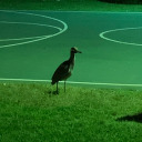 eldritchdodecahedron avatar