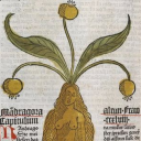 eldritxhbitch avatar