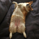 eleanorthecorgi avatar