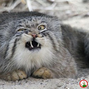 electric-singe avatar