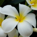 electricentertainmentexhib avatar