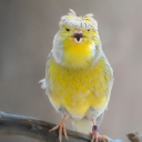 electricfeather avatar