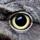 electrocute5572v avatar