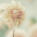 electronicbonkmakerknight avatar