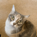 electronickoalafox avatar