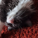 electronickryptonitegladiator avatar