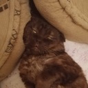 electronicpastaartisanshepherd avatar