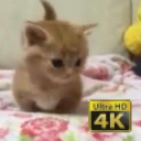 electronicsandwichkitten avatar