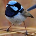 elegance-science-violence avatar