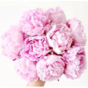 eleganceandbeauty avatar