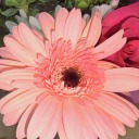 elegantly-fantasizing avatar